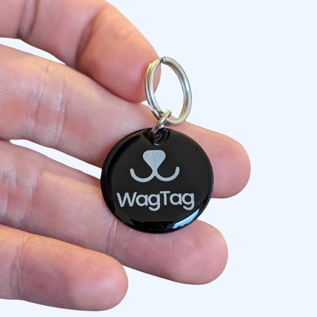Unusual dog tags cheap